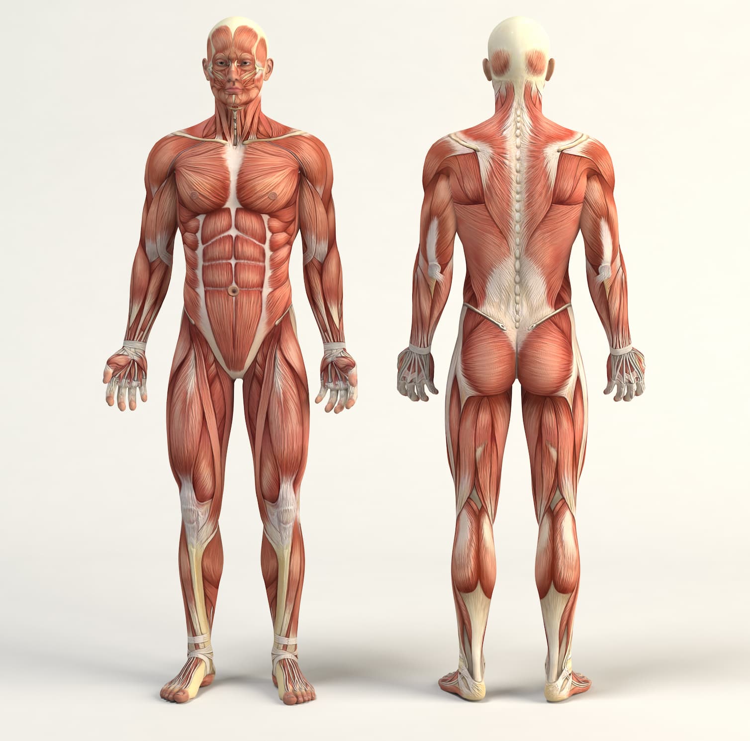 sistema muscular 1
